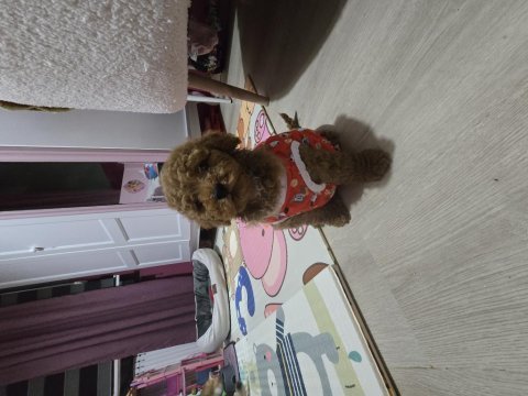Erkek toy poodle