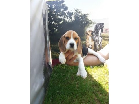 Akkuş üretim çiftliğinden beagle yavruları