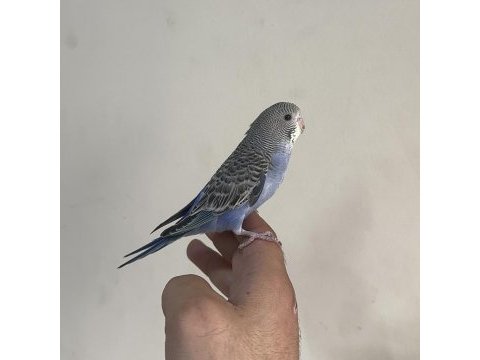 Bebek muhabbet kuşu yeni yeme düşmüştür