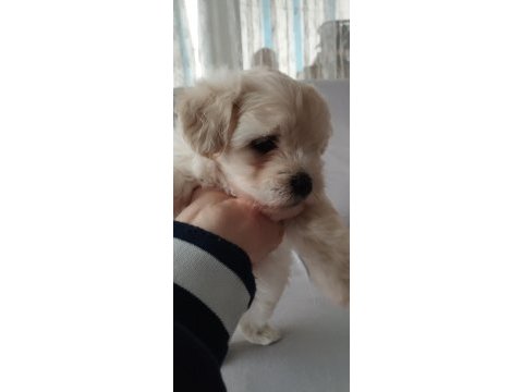Dişi ve erkek bebek köpekler