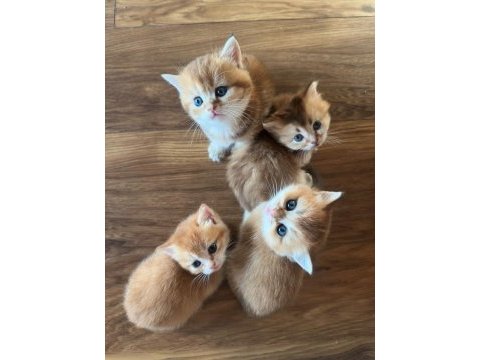 Golden british shorthair yavrular