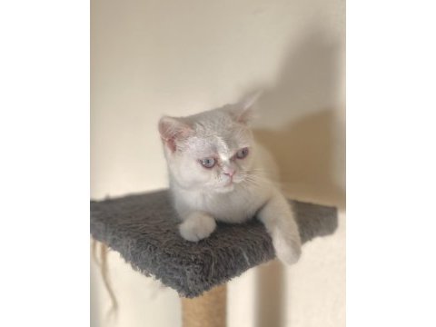 British shorthair erkek yavru