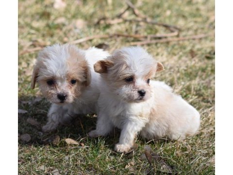 Sıfır boy maltipoo yavrular