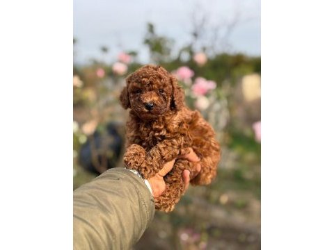Baba 1.4 kore (dark red) anne 2 kg toy poodle red brown