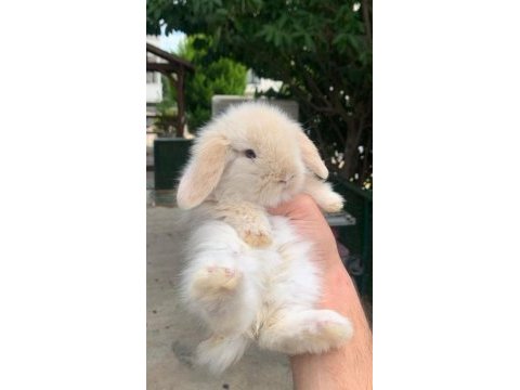 Hollanda lop tavşanı yavruları