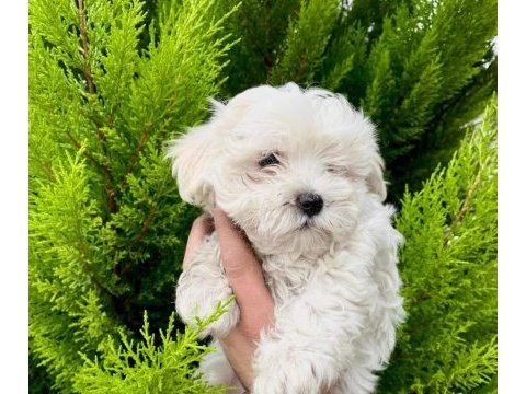 Maltese terrirer bebişler