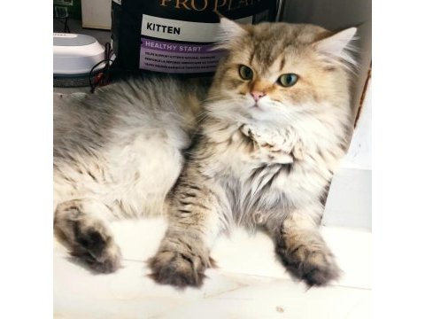 Secereli safkan british longhair erkek