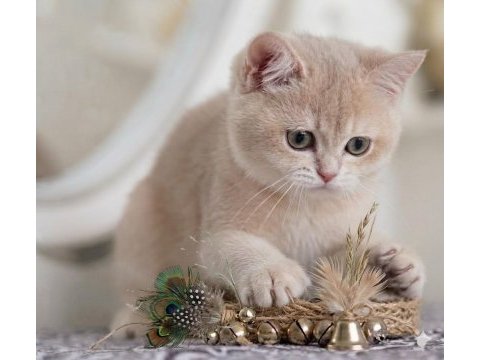 Lila golden british shorthair