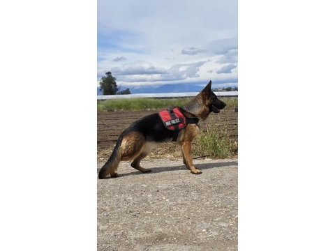 Safkan şecereli aman çoban köpeği