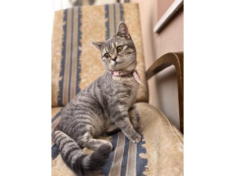 Güzel british shorthair kızıma yuva arıyorum