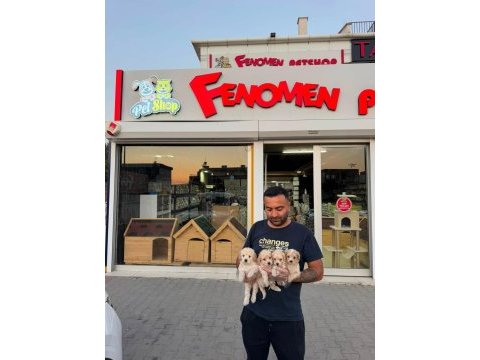 Shoooowwww kalite maltipoo yavrular ankara mağazamızda 