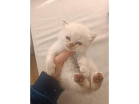 British longhair ve shorthair bluepoint