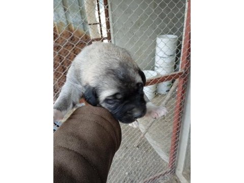 A kalite kangal beslemek isteyenler buyursun