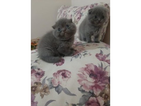 Scottish fold yavrular