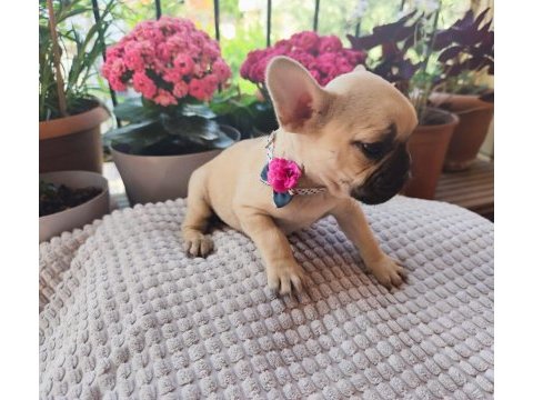 French bulldog 2 aylık