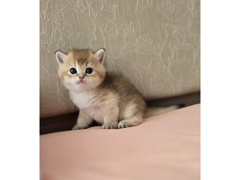 Safkan mükemmel golden british shorthair yavrular