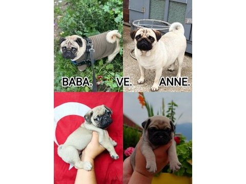 Yavru çok akıllı çok oyuncu aile çocuk dostu pug