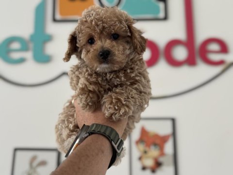 Petmode köpek çiftliğinden kore maltipoo