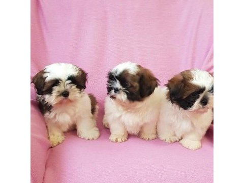 Dünya tatlısı shih tzu yavruları