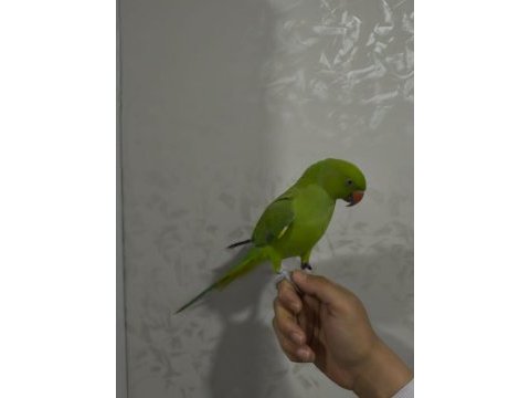Pakistan papağanı full evcil