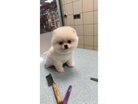 Pomeranian boo bebek köpekler