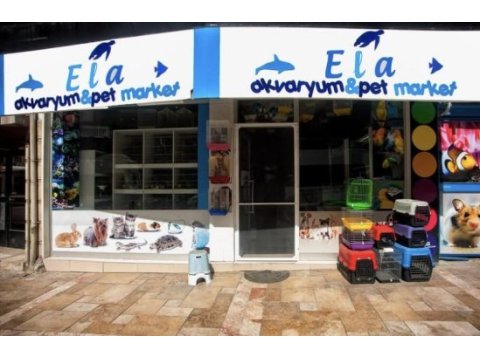 Ela petshoptan renk renk görülmeye değer beta balıkları