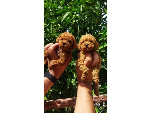 Toy poodle