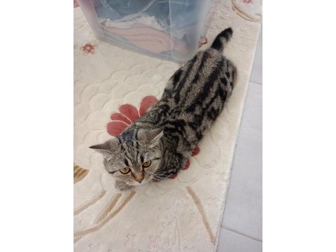 Kucak delisi british shorthair