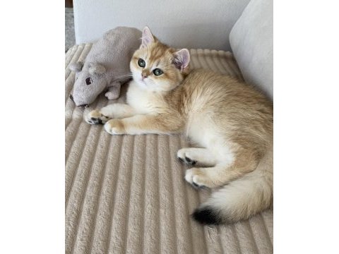 Şecereli british shorthair black golden ny12 erkek yavru
