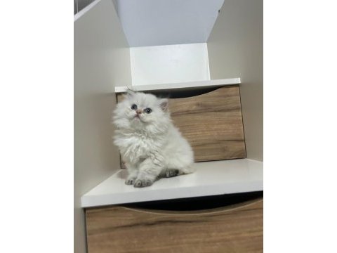 3 aylık british longhair ny11 evde bakılıyor