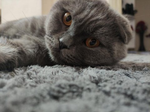 Scottish fold oğlumuza dişi arıyoruz