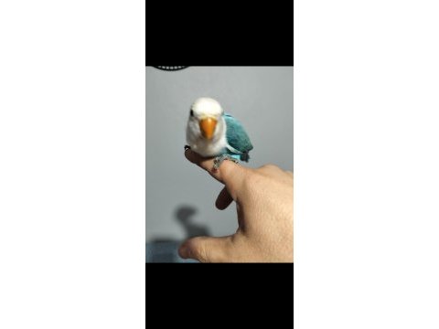 Yavru cennet papağanı