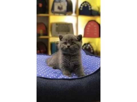 Birbirinden güzel brıtısh shorthair yavrular