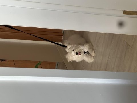 Terrier maltese dişi köpeğim