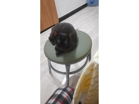 Oyuncu bombay kedisi