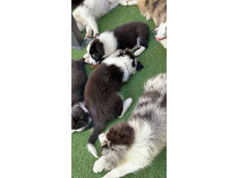 Dünyanın en akıllı köpeği border collie