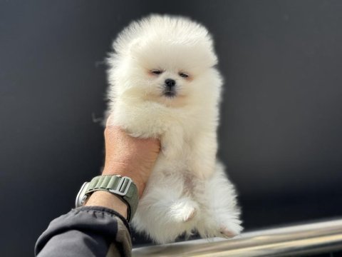 Petmode köpek çiftliğinden tedyy pomeranian