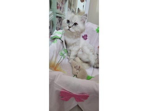 British shorthair yavru kedimiz