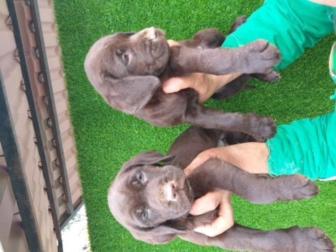 Şampanya ve çikolata renk labrador yavrular ruhsatlı çiftlik
