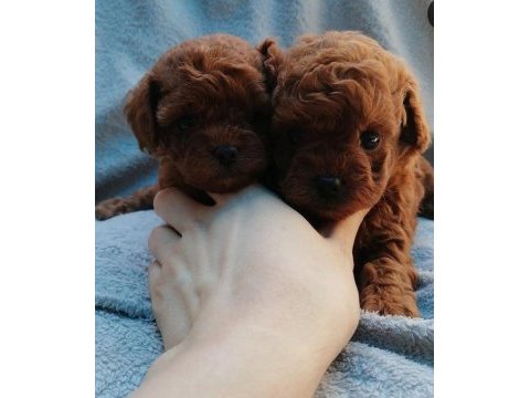 Teddy face poodle