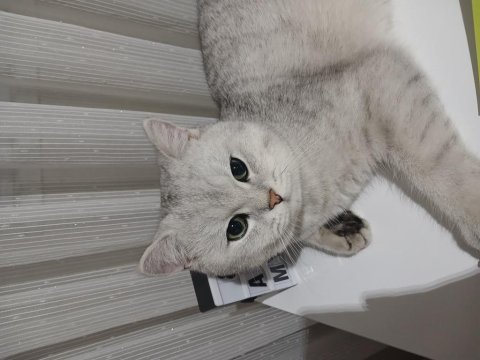 Kısır erkek kedimiz