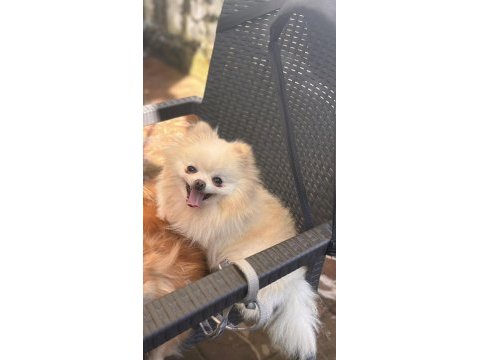 Dişi 2 yaşında pomeranian