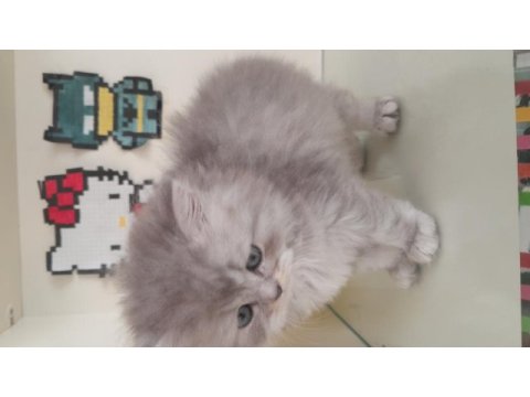 British longhair yavrularımız