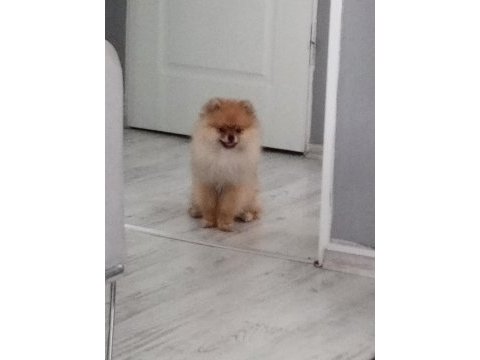 Pomeranian köpeği