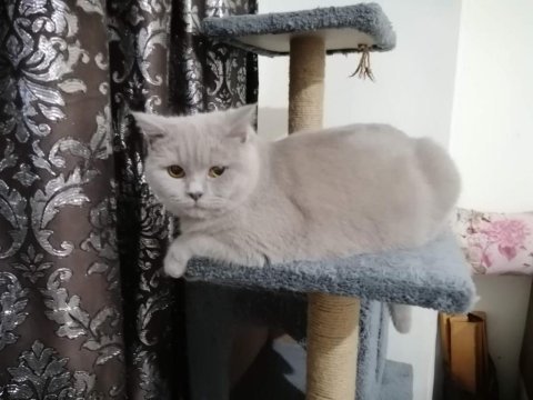 Kedi sahiplendirme scottish fold