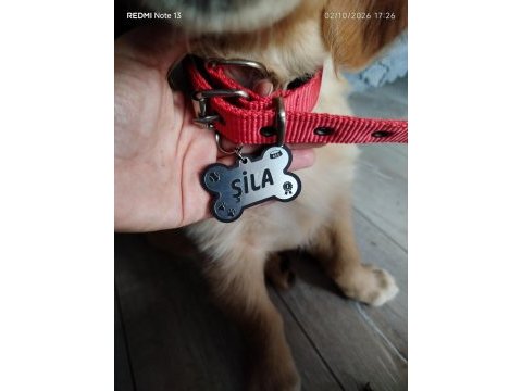 Golden retriever şila kızımız