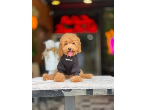 Toy poodle apricot yavrularımız