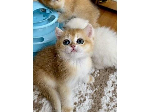 Safkan british shorthair golden erkek yavru