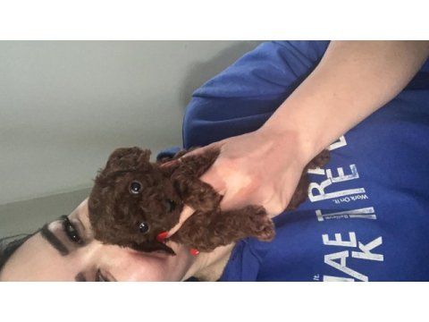 Kore kan ve kg garantili poodle bebişlerimiz