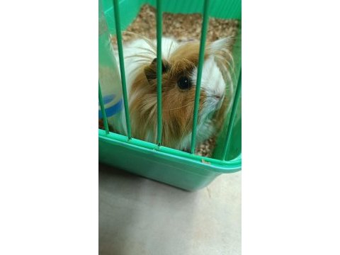 Yetişkin dişi guinea pig